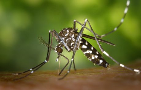 כך תפטרו מהיתושים בבית או בגינה – קוטל יתושים ואתם מסודרים